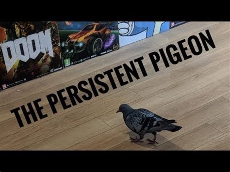 The Persistent Pigeons